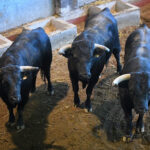 Sorteo. San Sebastián, jueves 15 de agosto de 2019