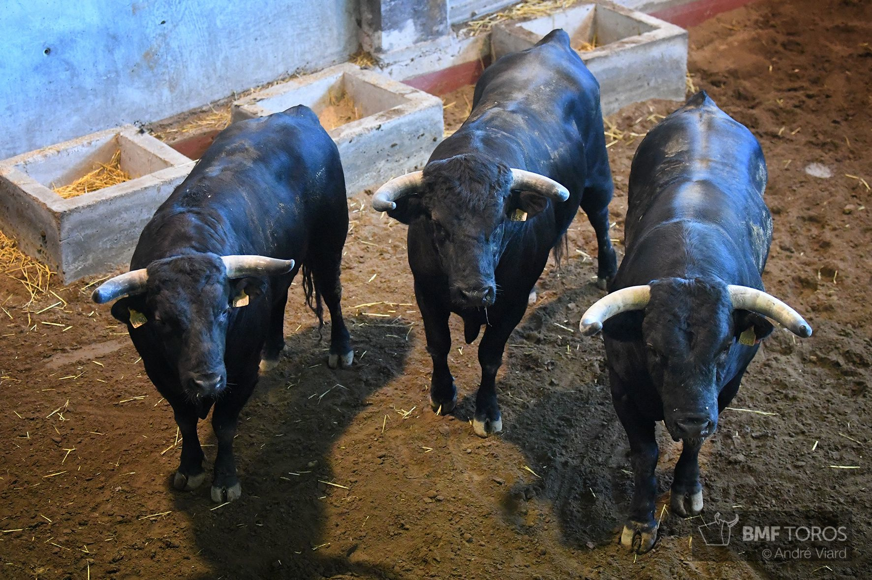 Sorteo. San Sebastián, jueves 15 de agosto de 2019