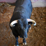 Sorteo. San Sebastián, jueves 15 de agosto de 2019