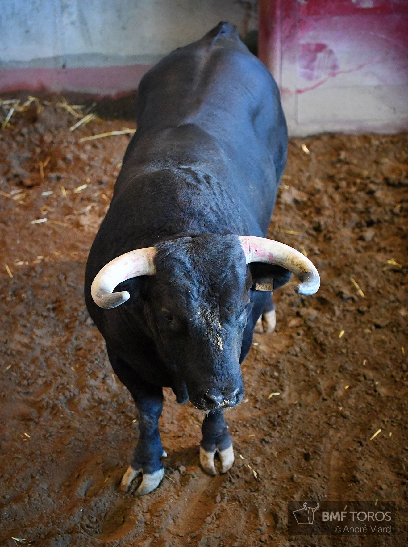 Sorteo. San Sebastián, jueves 15 de agosto de 2019