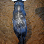 Sorteo. San Sebastián, jueves 15 de agosto de 2019