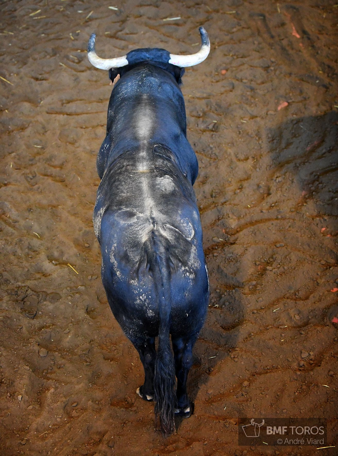 Sorteo. San Sebastián, jueves 15 de agosto de 2019