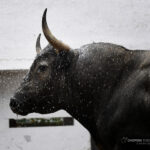 Sorteo. Bilbao, domingo 18 de agosto de 2019. Toros de Victorino Martín