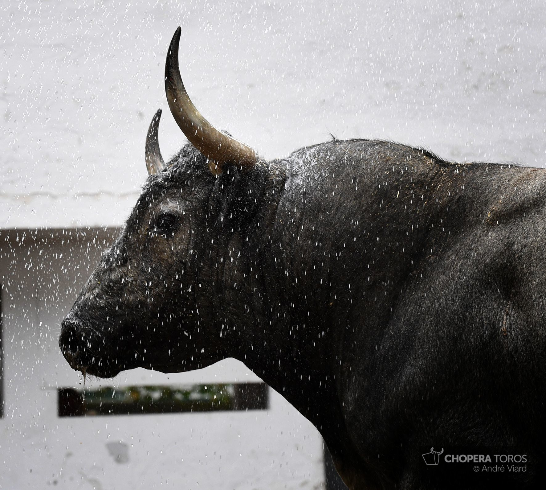 Sorteo. Bilbao, domingo 18 de agosto de 2019. Toros de Victorino Martín