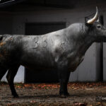 Sorteo. Bilbao, domingo 18 de agosto de 2019. Toros de Victorino Martín