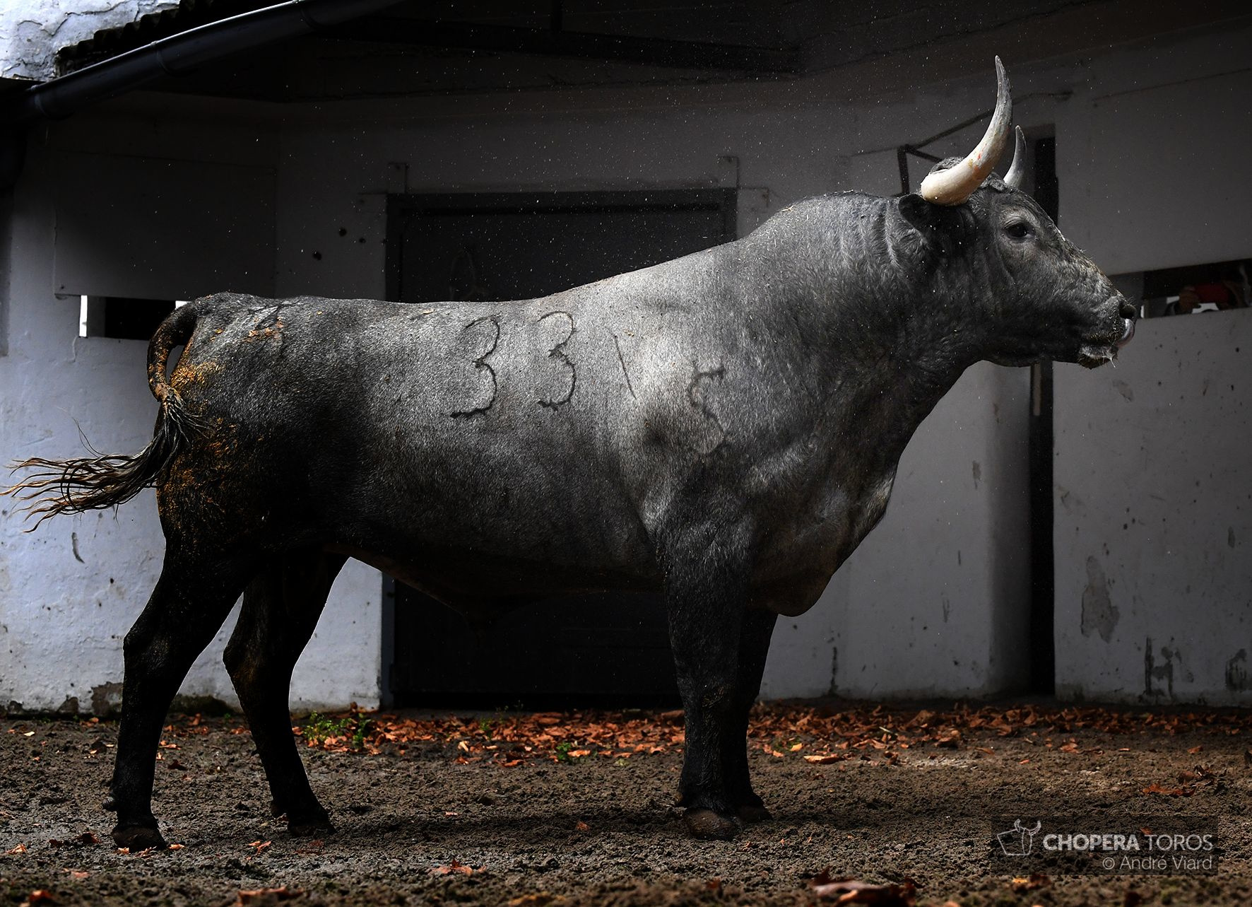 Sorteo. Bilbao, domingo 18 de agosto de 2019. Toros de Victorino Martín