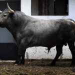Sorteo. Bilbao, domingo 18 de agosto de 2019. Toros de Victorino Martín