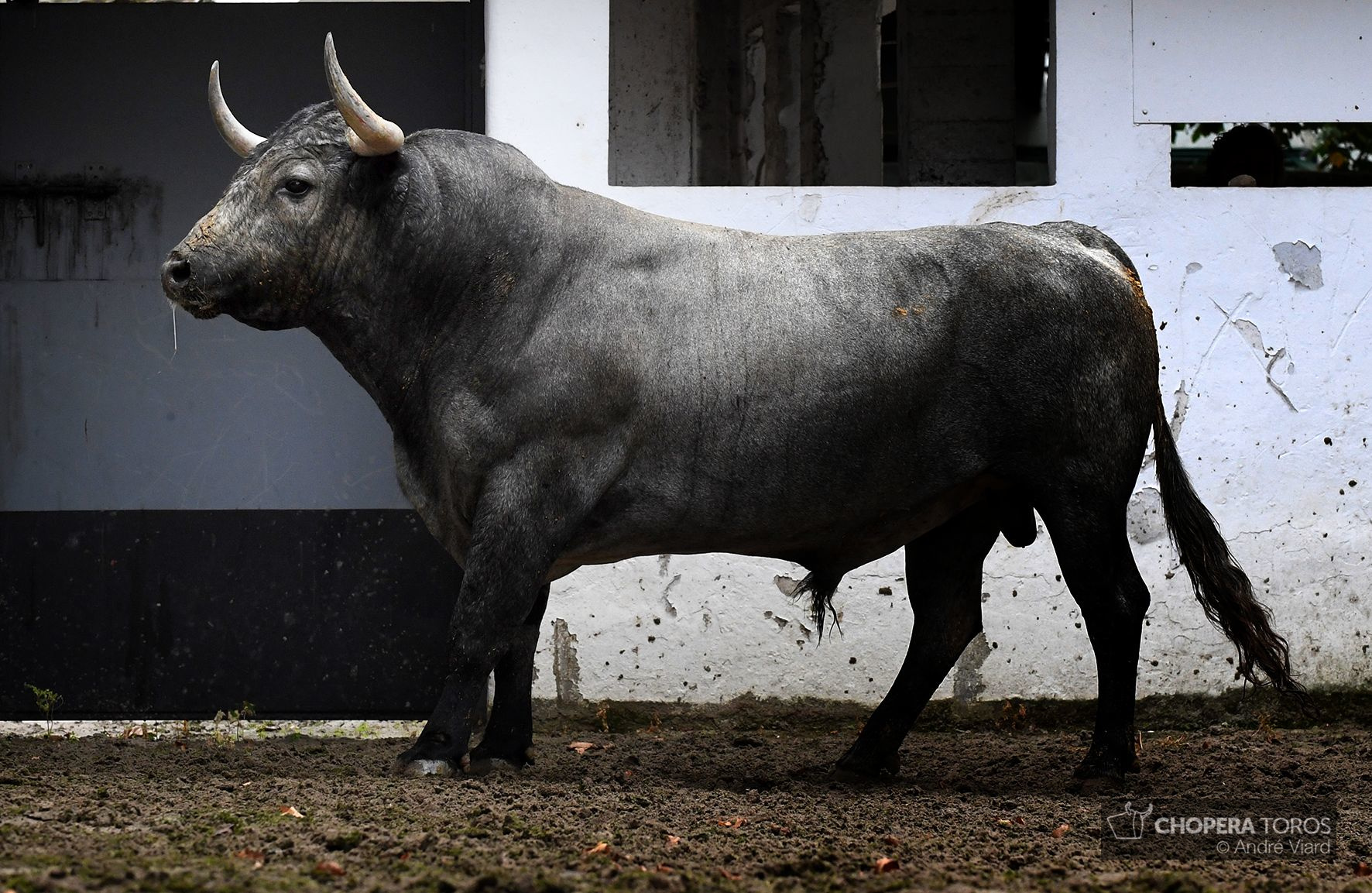 Sorteo. Bilbao, domingo 18 de agosto de 2019. Toros de Victorino Martín