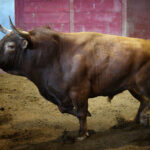 Sorteo. San Sebastián, miércoles 14 de agosto de 2019