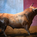 Sorteo. San Sebastián, miércoles 14 de agosto de 2019