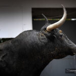 Sorteo. Bilbao, domingo 18 de agosto de 2019. Toros de Victorino Martín