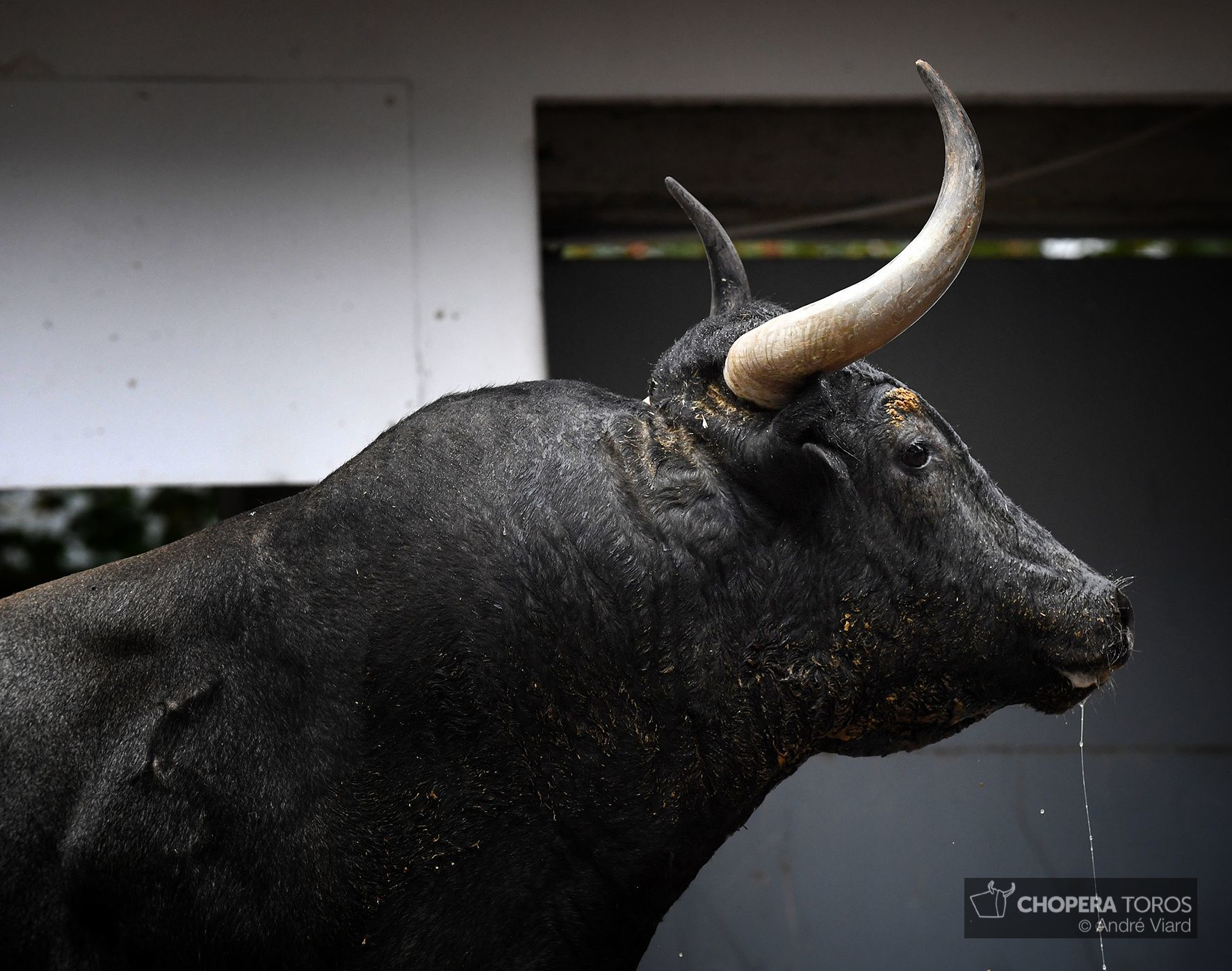 Sorteo. Bilbao, domingo 18 de agosto de 2019. Toros de Victorino Martín