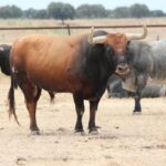 Toros de Miura para Bilbao