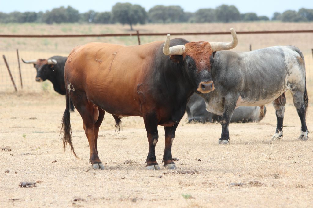 Toros de Miura para Bilbao