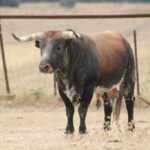 Toros de Miura para Bilbao