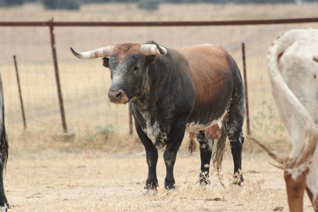 Toros de Miura para Bilbao