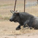 Toros de Miura para Bilbao