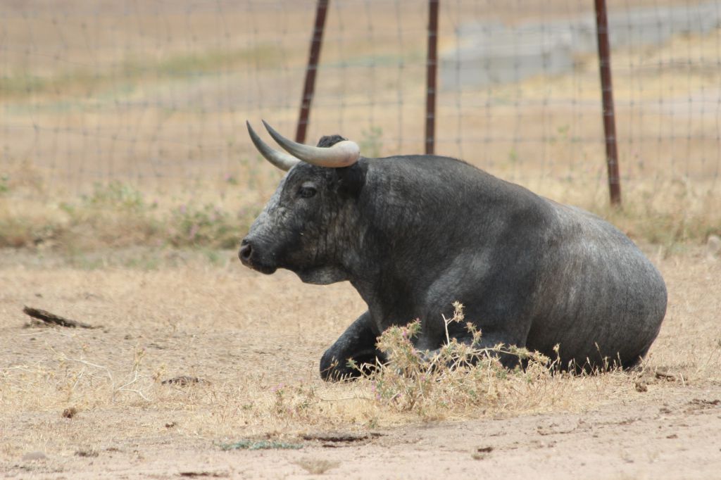 Toros de Miura para Bilbao