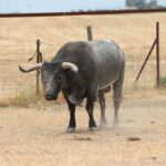 Toros de Miura para Bilbao