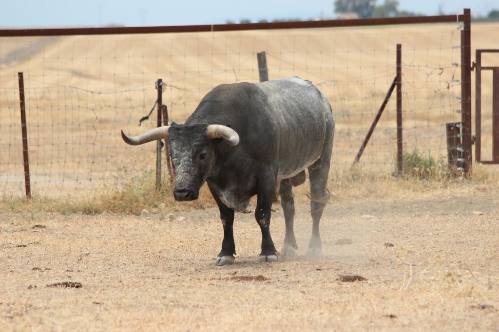 Toros de Miura para Bilbao