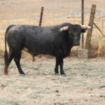 Toros de Miura para Bilbao