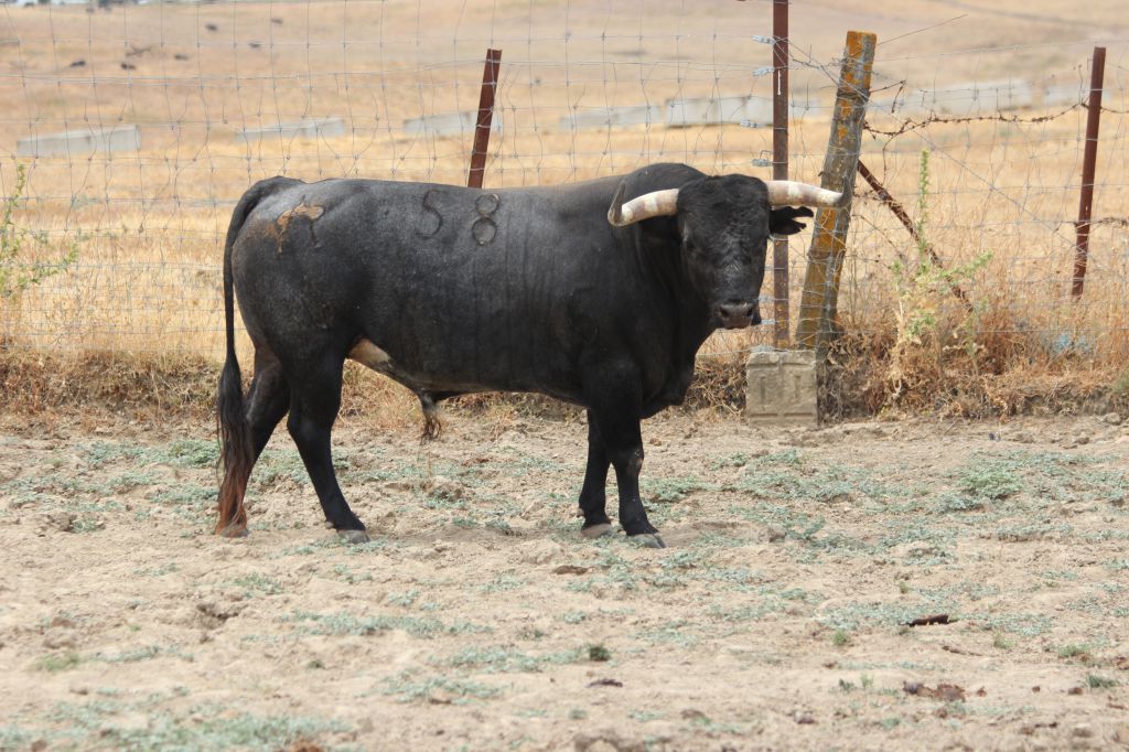 Toros de Miura para Bilbao