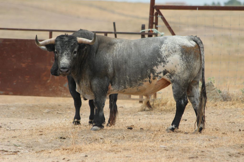 Toros de Miura para Bilbao