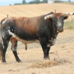 Toros de Miura para Bilbao