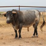 Toros de Miura para Bilbao