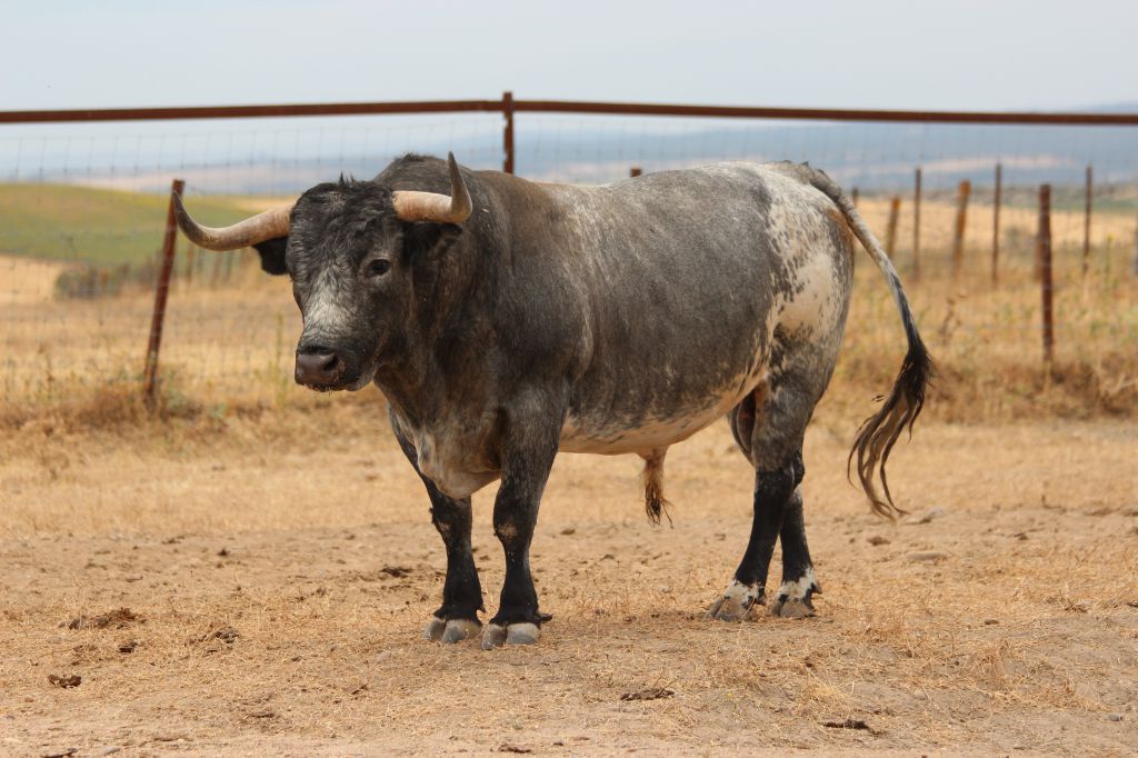 Toros de Miura para Bilbao