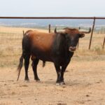 Toros de Miura para Bilbao