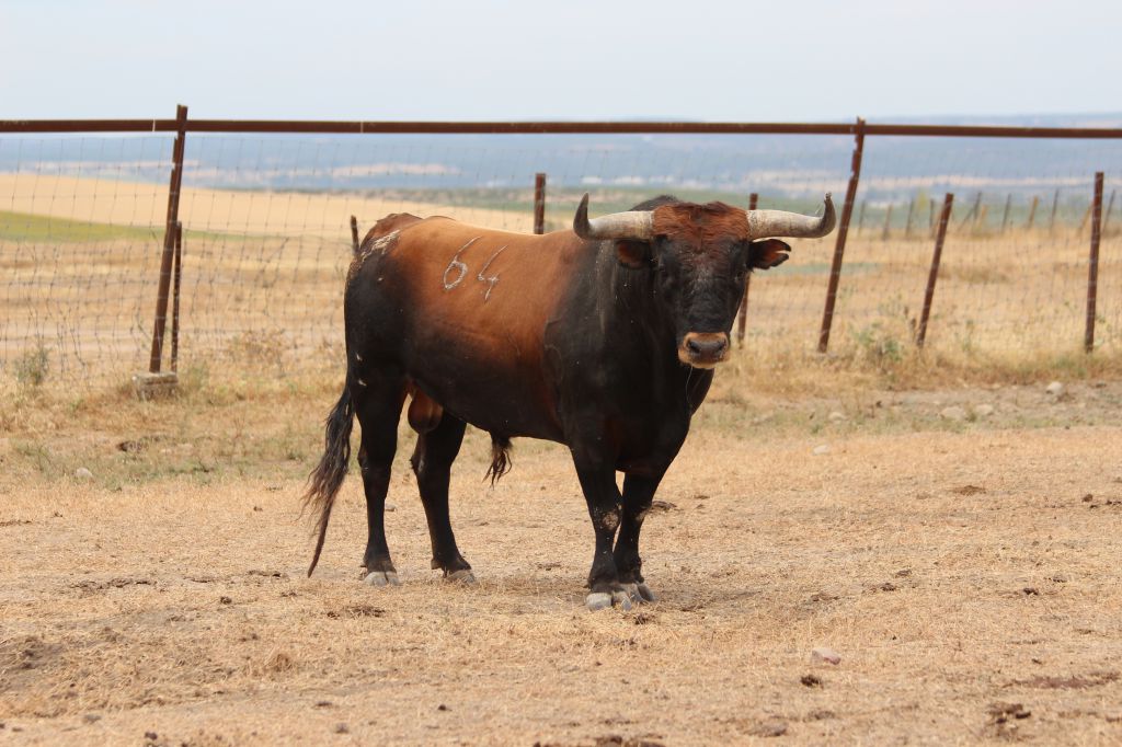 Toros de Miura para Bilbao