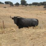 Toros de Miura para Bilbao