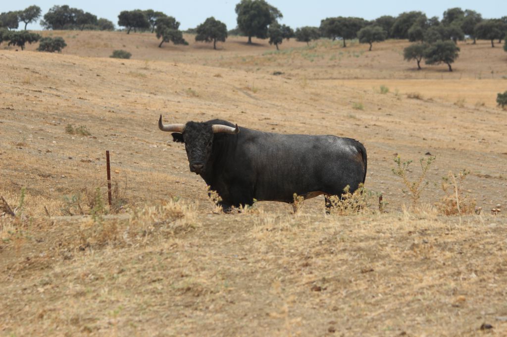 Toros de Miura para Bilbao