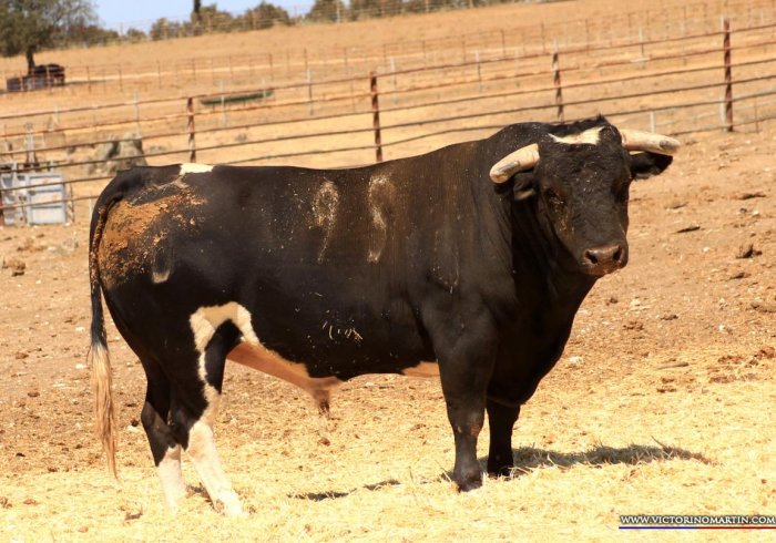 Los toros de Monteviejo y Victorino para Vitigudino