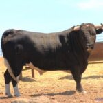 Los toros de Monteviejo y Victorino para Vitigudino