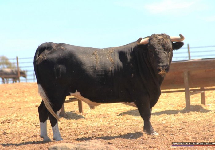 Los toros de Monteviejo y Victorino para Vitigudino