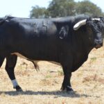 Novillo de Monteviejo