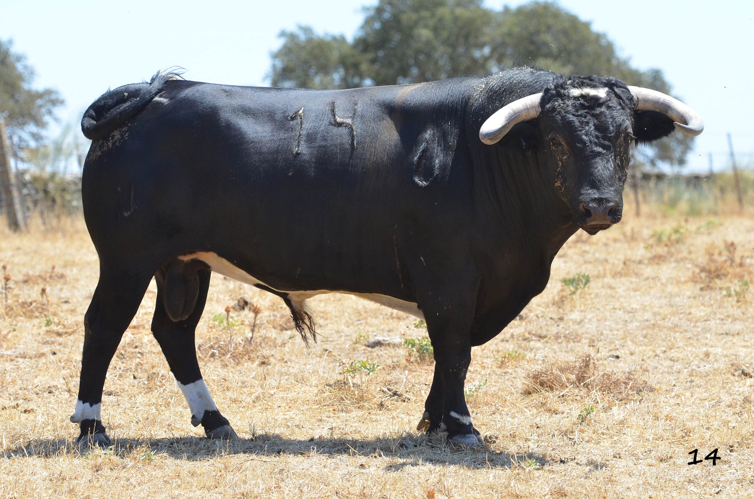 Novillo de Monteviejo