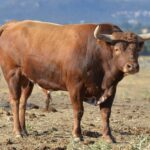 Novillo de Baltasar Ibán