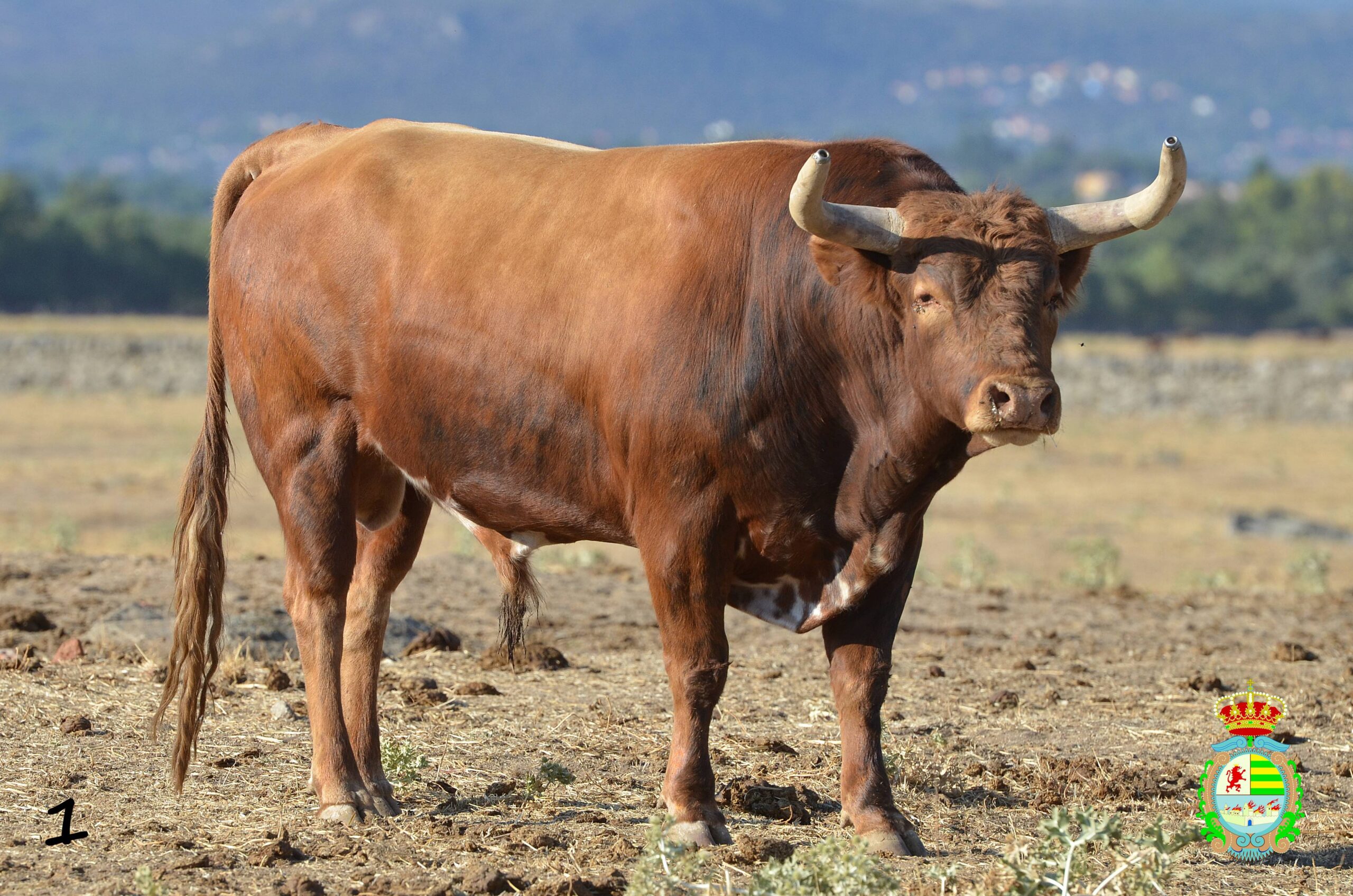 Novillo de Baltasar Ibán