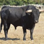 Novillo de Baltasar Ibán