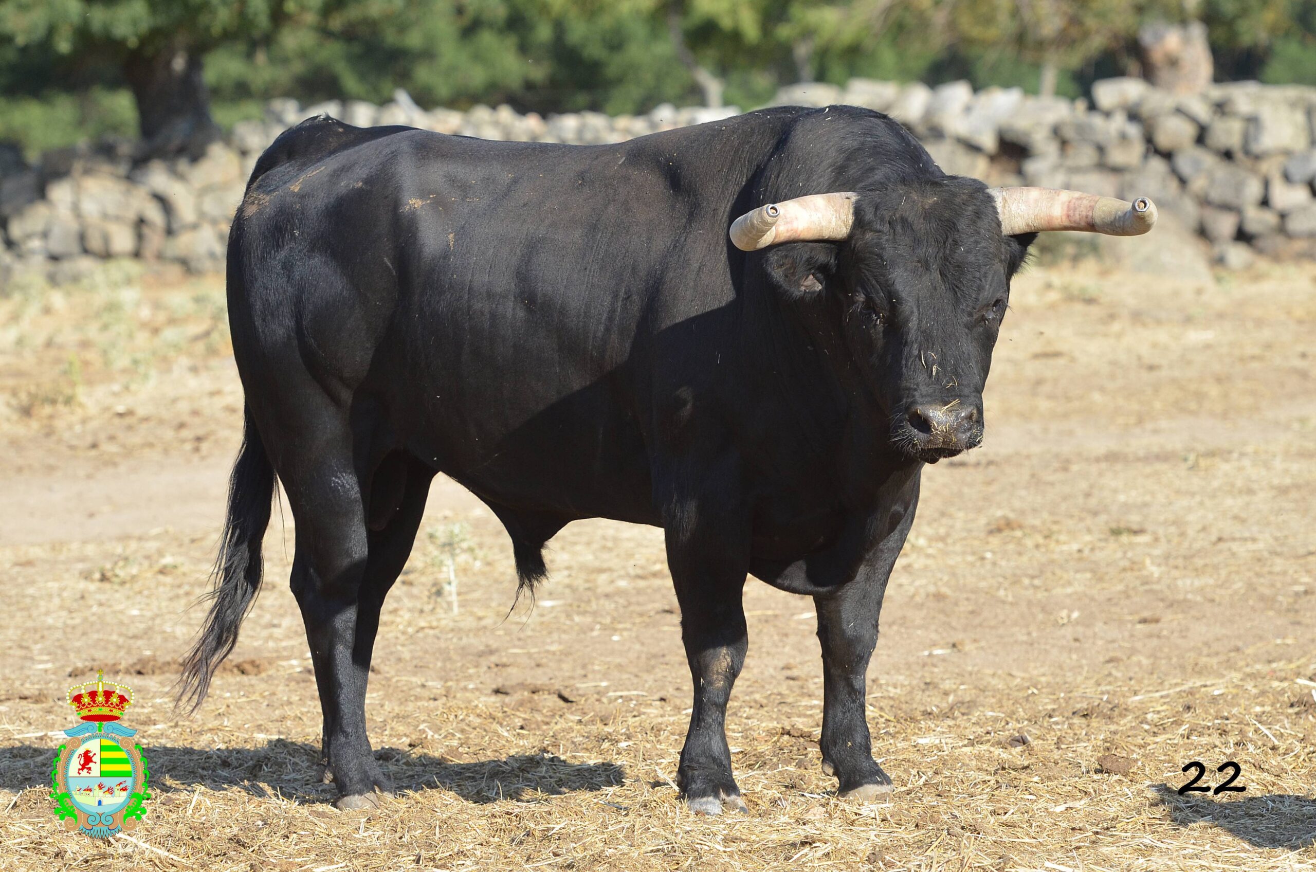 Novillo de Baltasar Ibán