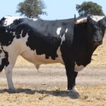 Novillo de Monteviejo