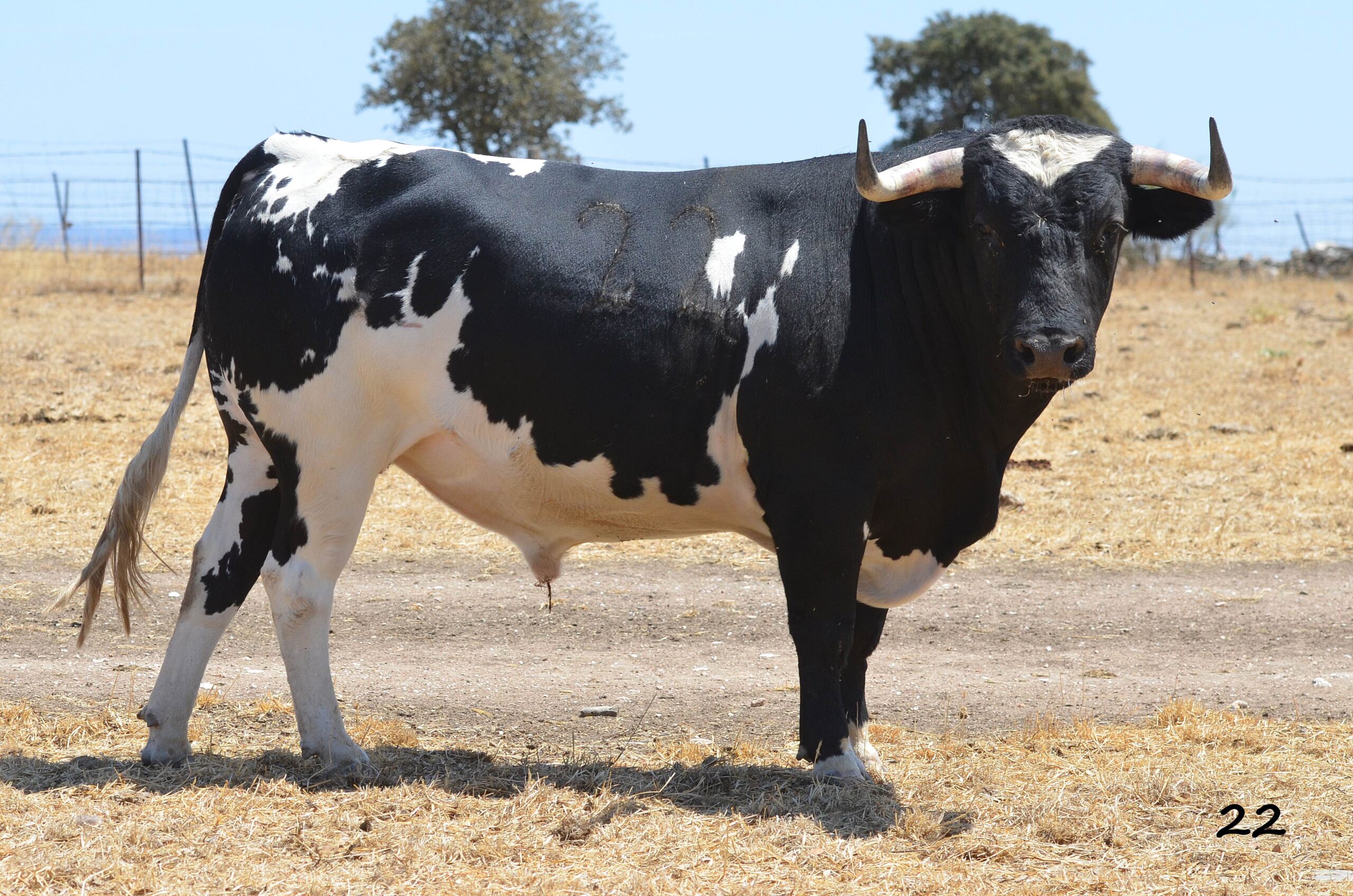 Novillo de Monteviejo