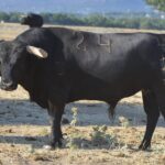 Novillo de Baltasar Ibán