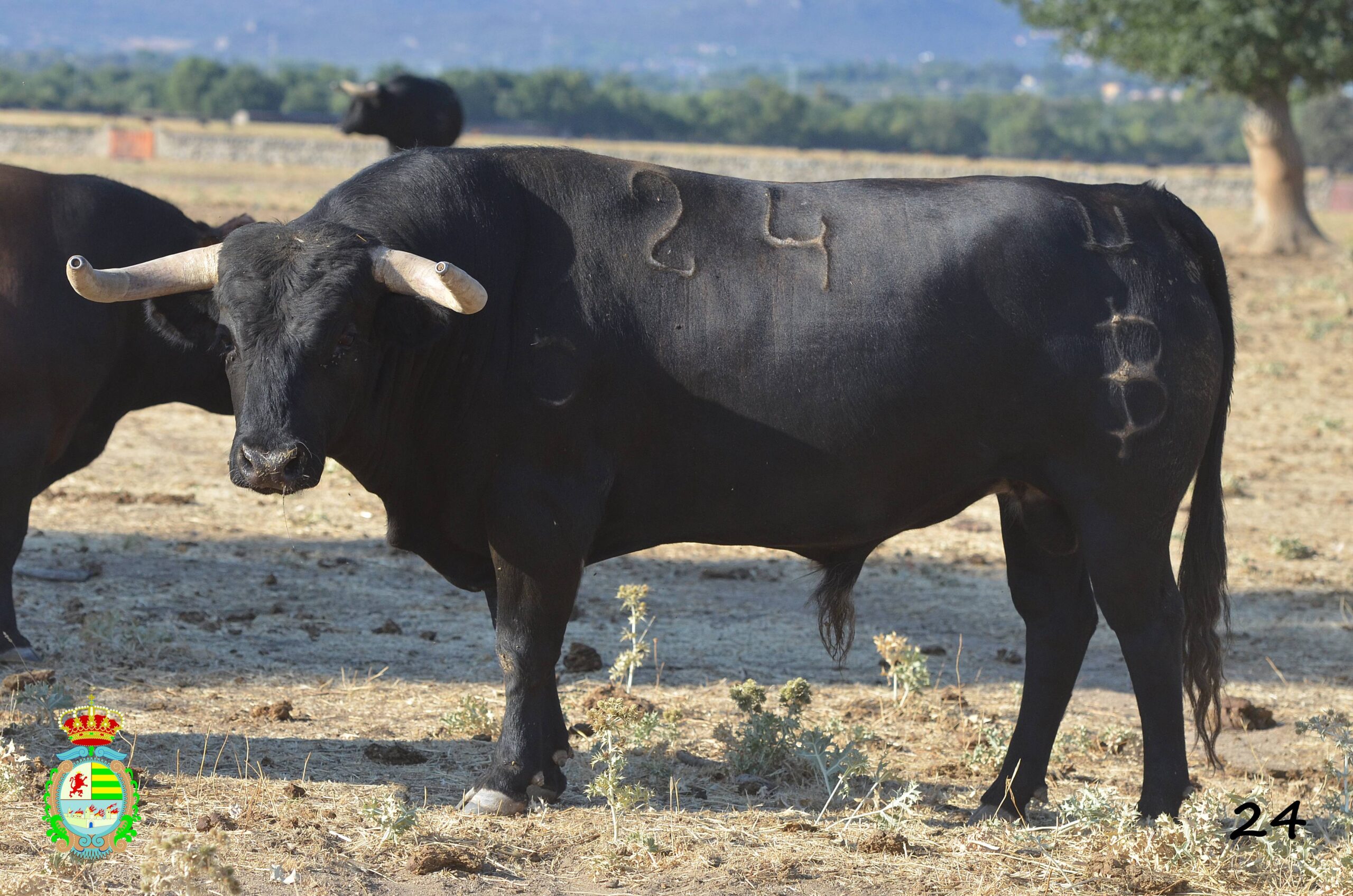 Novillo de Baltasar Ibán