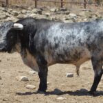 Novillo de Cebada Gago