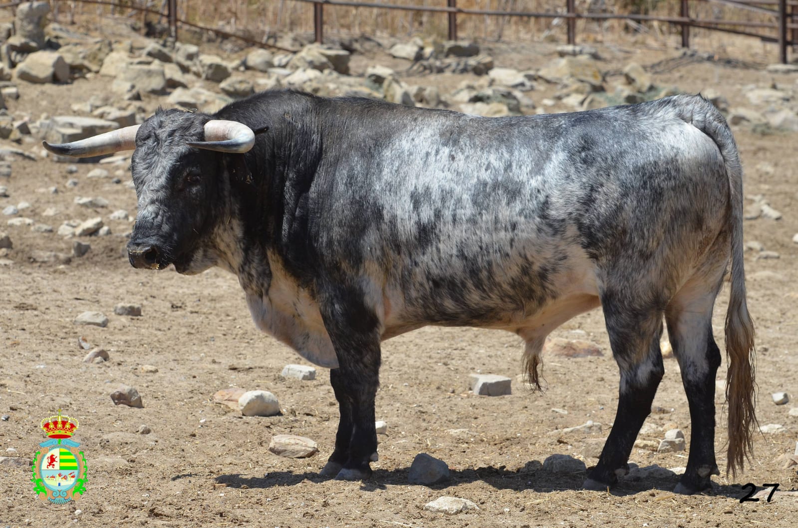 Novillo de Cebada Gago