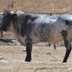 Novillo de Cebada Gago